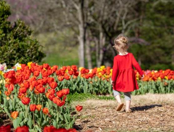 little girl with tulips