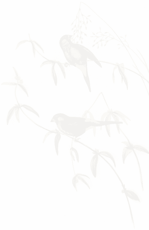 finches